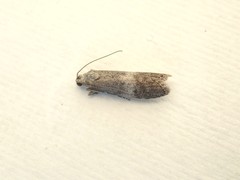 Aphomia baryptera
