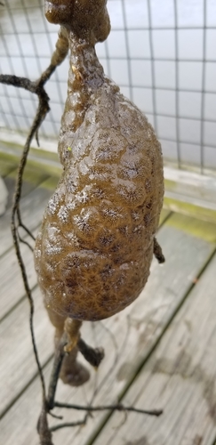 Magnificent Bryozoan, photo 4 of 9