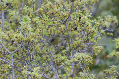 Leiothlypis celata sordida