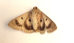 Eudesmeola lawsoni