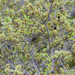 Oreothlypis celata sordida - Photo (c) emshaph, algunos derechos reservados (CC BY-NC), subido por emshaph