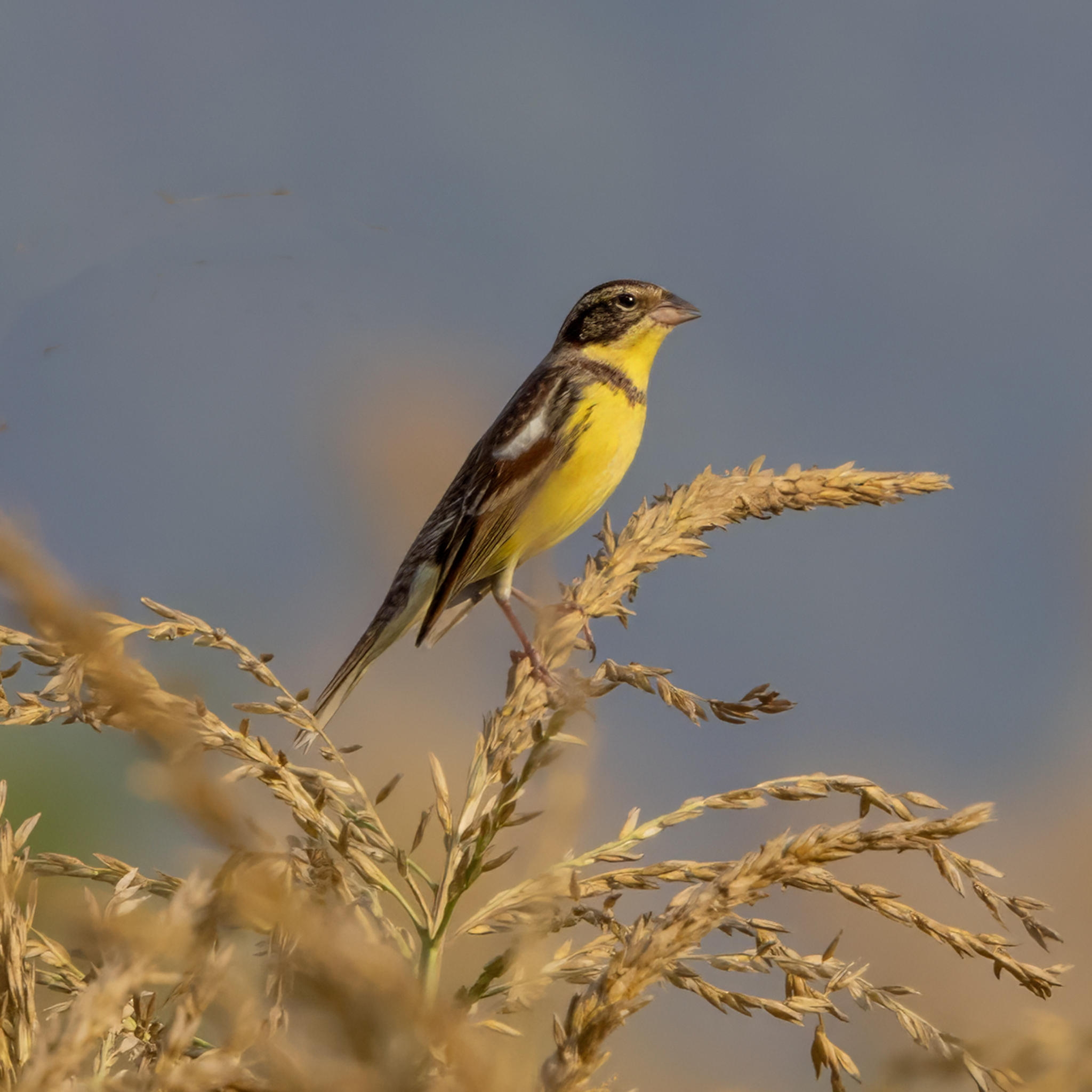Yellow-breasted Bunting (Emberiza aureola), photo 1