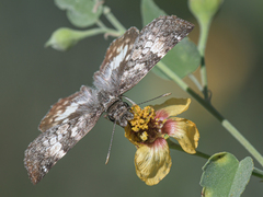 Chiomara georgina pelagica