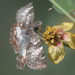 Chiomara georgina pelagica