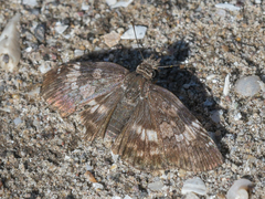 Chiomara georgina pelagica