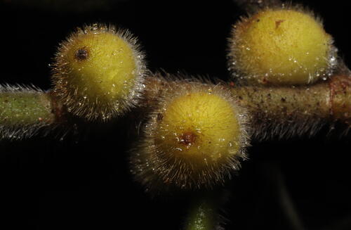 Golden hairy-fig (Ficus aurata)