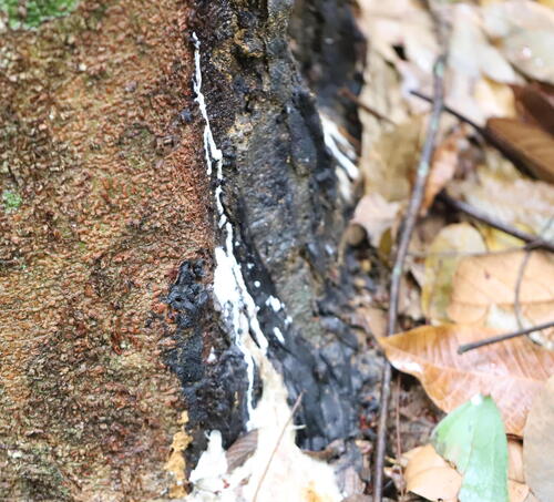 rubber tree (Hevea brasiliensis)