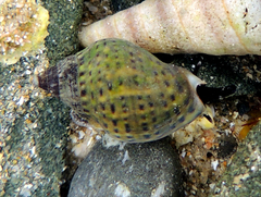 Cominella maculosa