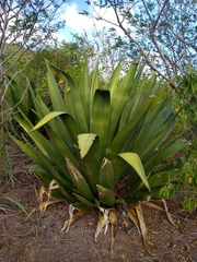 Agave eggersiana