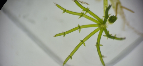 Chara hornemannii observed 2026-03-16