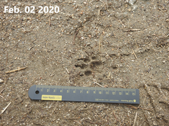 Nyctereutes procyonoides