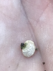 Panellus luxfilamentus