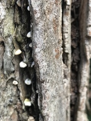 Panellus luxfilamentus
