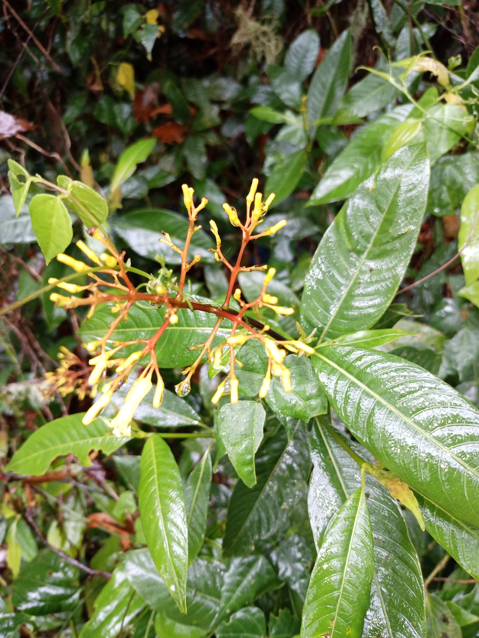 Foto de Palicourea padifolia (Willd. ex Schult.) C.M.Taylor & Lorence