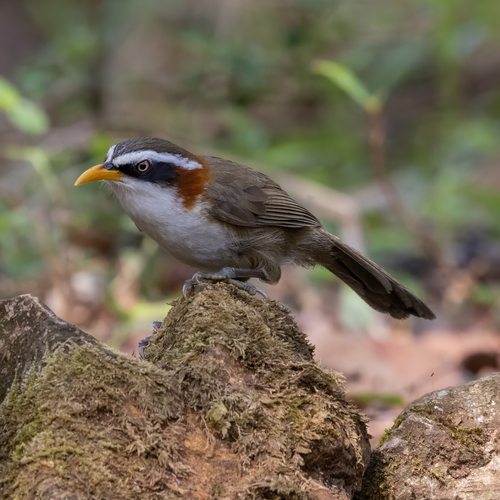 White-browed Scimitar Babbler (Pomatorhinus schisticeps), photo 5