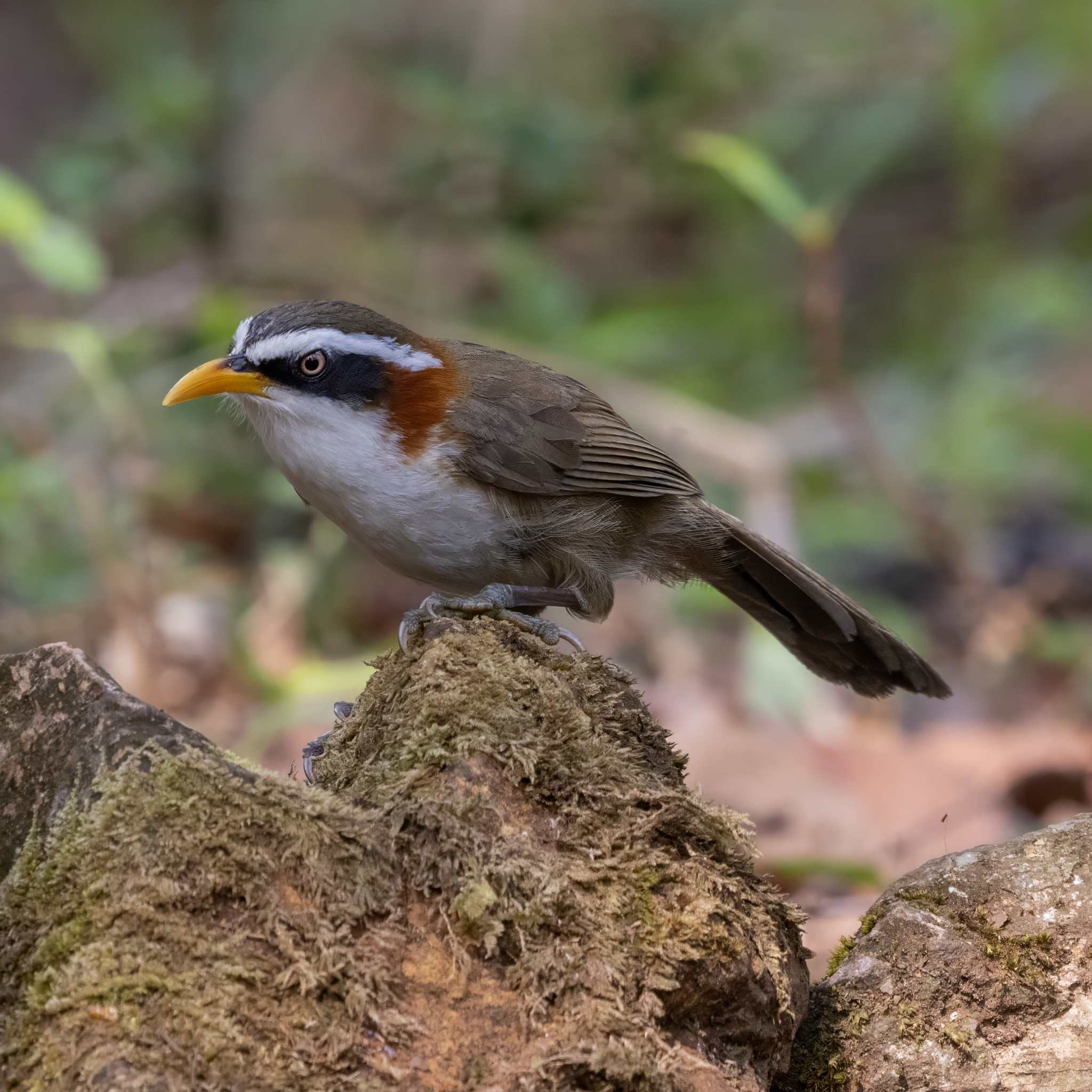 White-browed Scimitar Babbler (Pomatorhinus schisticeps), photo 10
