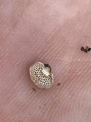 Panellus luxfilamentus