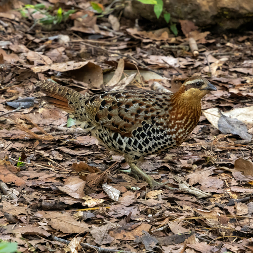 Mountain Bamboo Partridge (Bambusicola fytchii), photo 3