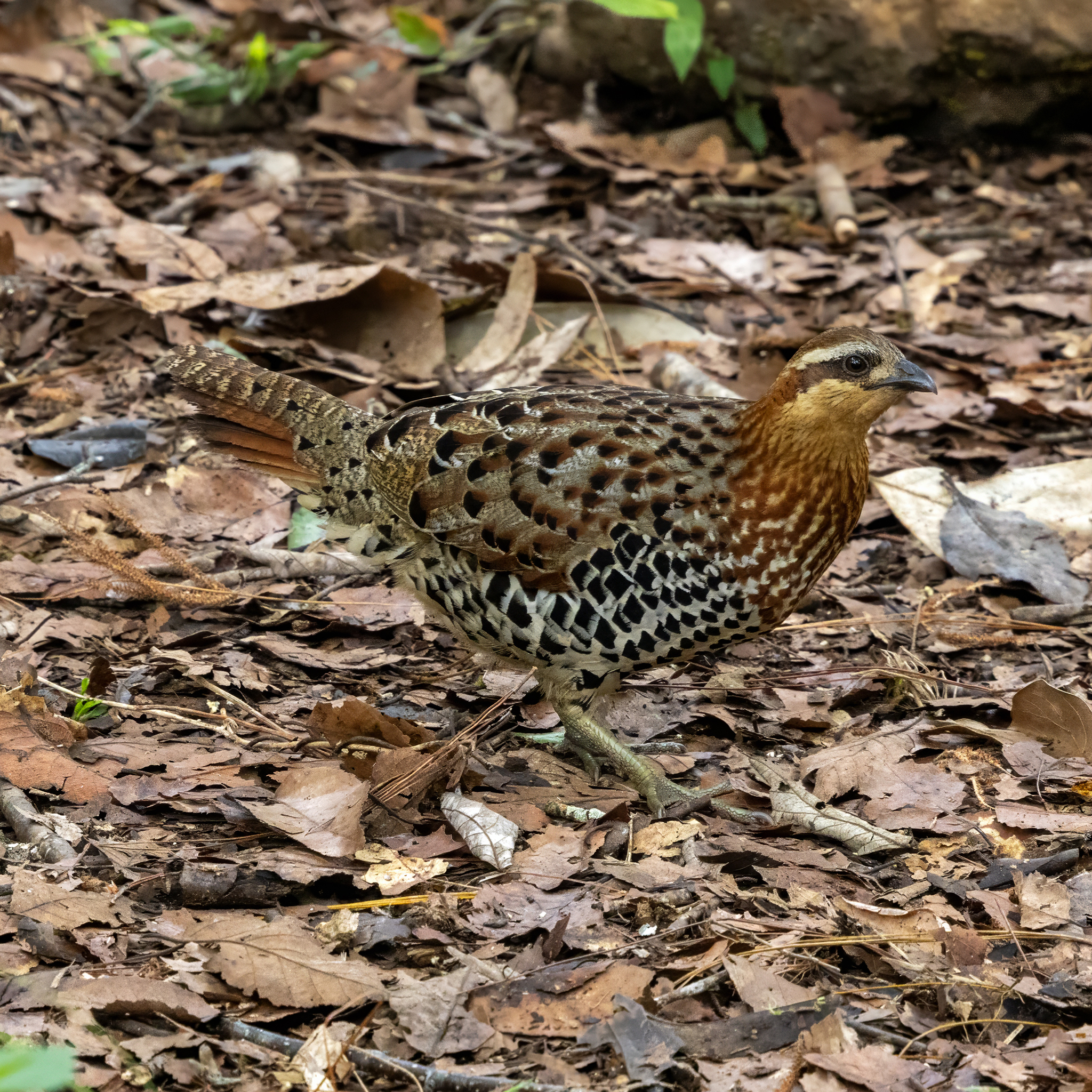 Mountain Bamboo Partridge (Bambusicola fytchii), photo 5