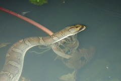 Homalopsis buccata