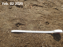 Nyctereutes procyonoides