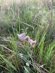 Fritillaria striata