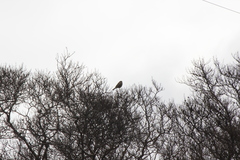 Haemorhous mexicanus