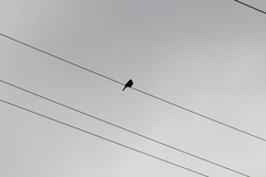 Haemorhous mexicanus