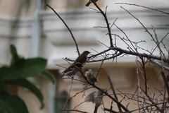 Passer domesticus