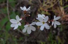 Lithophragma cymbalaria