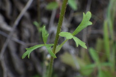 Lithophragma cymbalaria