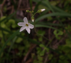 Lithophragma cymbalaria
