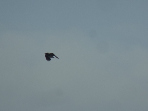 Hooded Crow