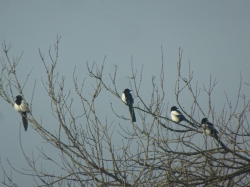 Eurasian Magpie