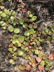 Gonocarpus micranthus