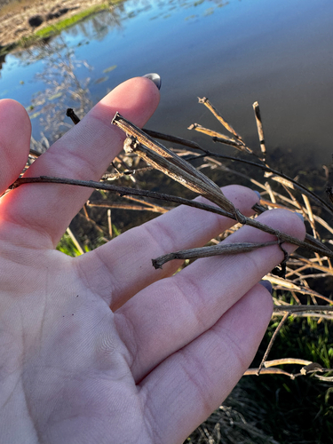 Angle-stem Primrose-willow (Ludwigia leptocarpa)