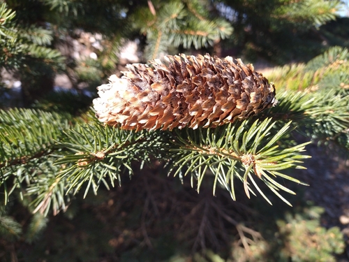 blue spruce
