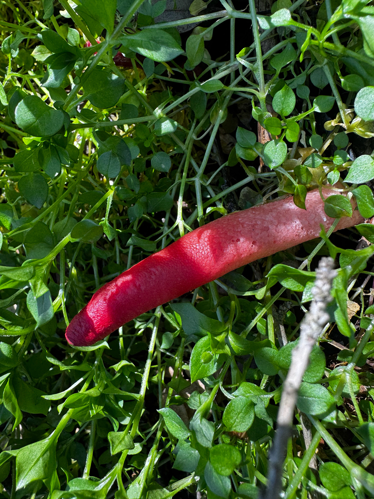 Mutinus elegans · March 2026 · photo: © shelbylynsanders (iNaturalist, cc-by)