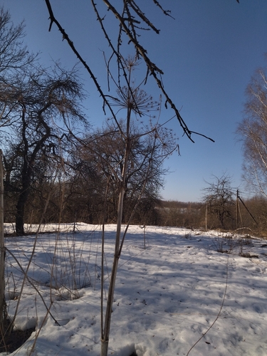 Sosnowsky's hogweed