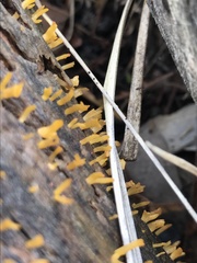 Calocera sinensis