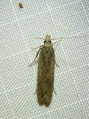 Dichomeris ligulella