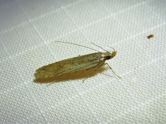 Dichomeris ligulella