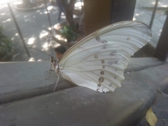 Morpho polyphemus polyphemus