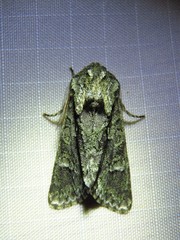 Copivaleria grotei