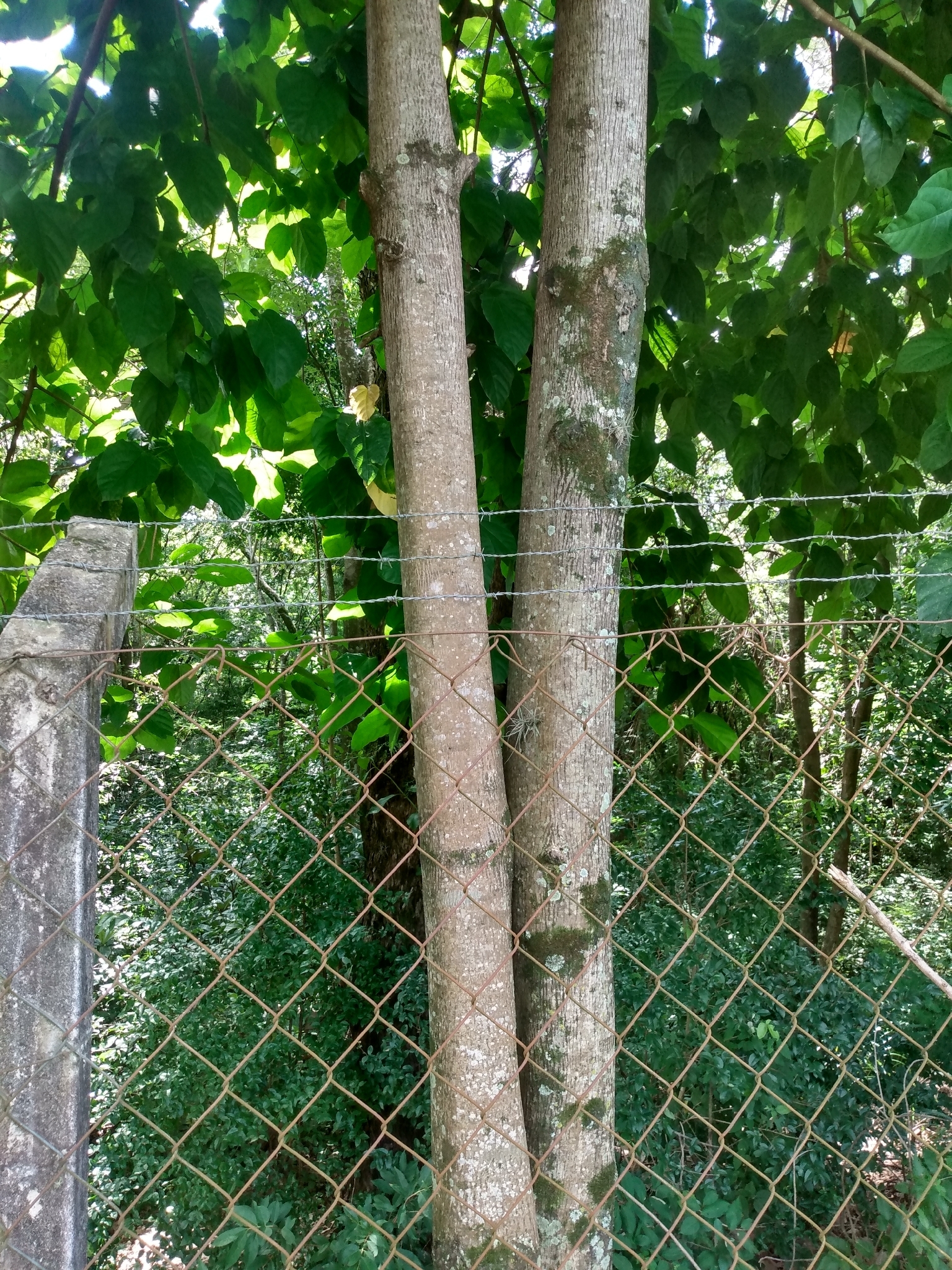 Imagem de Pau-rei