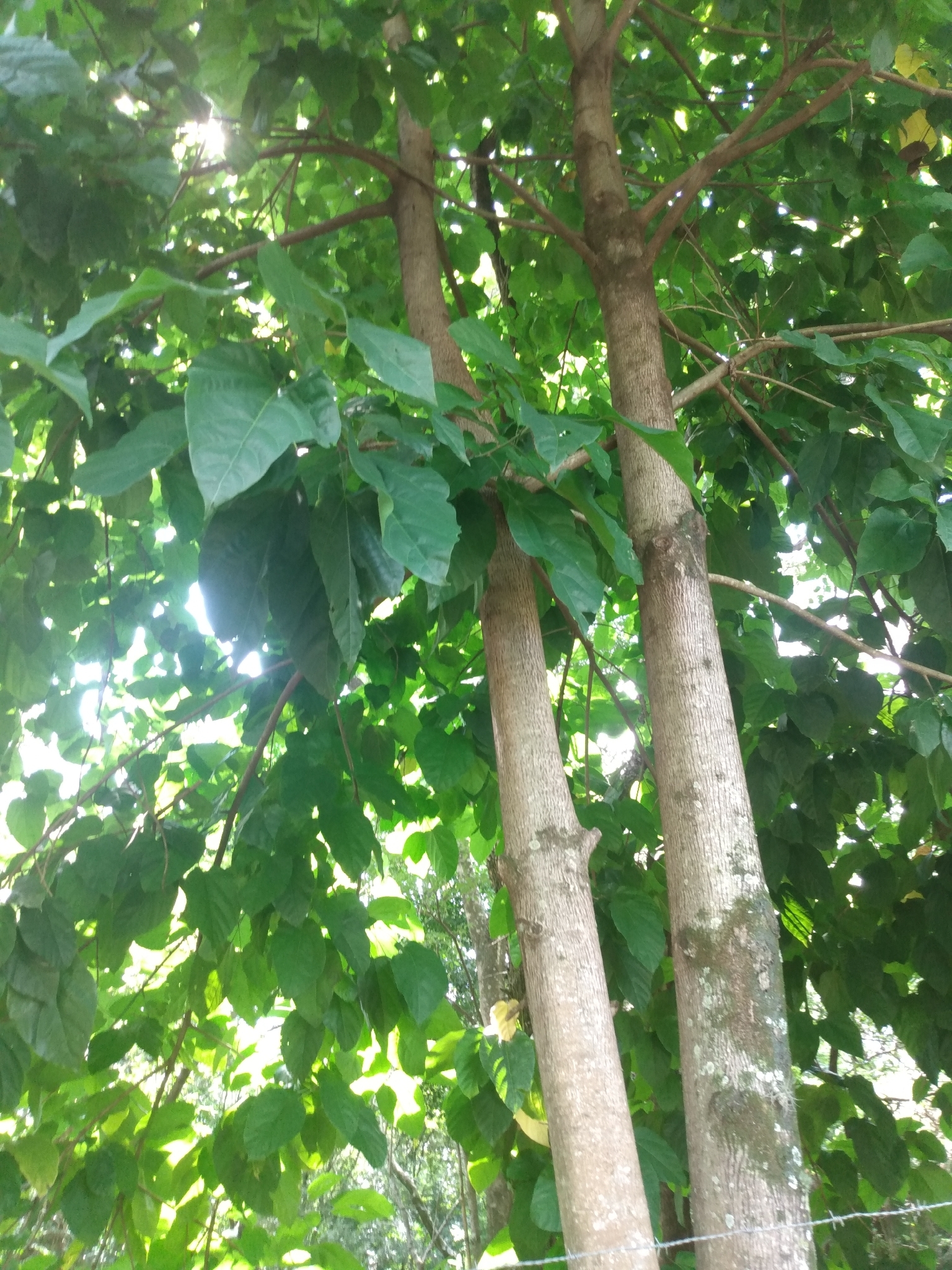 Imagem de Pau-rei
