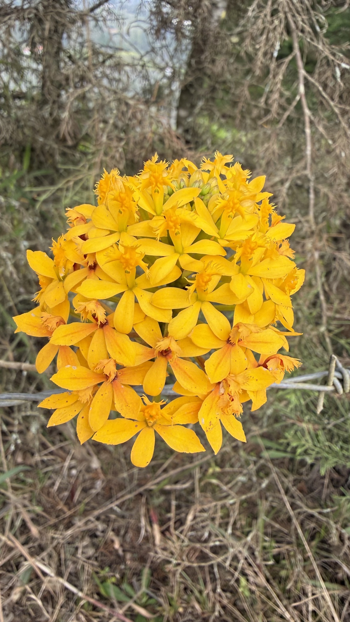 Epidendrum melinanthum Schltr. 2