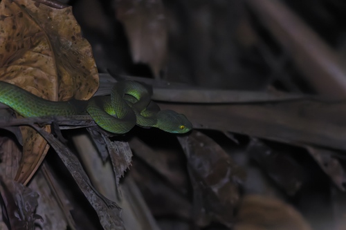 Kramer's Pit Viper