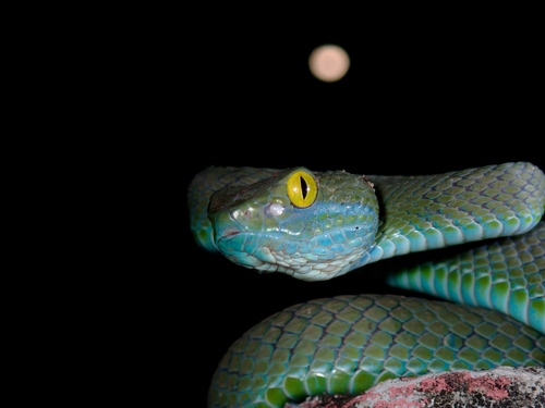 Kramer's Pit Viper