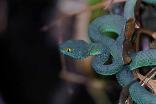 Kramer's Pit Viper